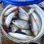 Лучшая сушилка для рыбы: сделаете так — забудете о мухах навсегда