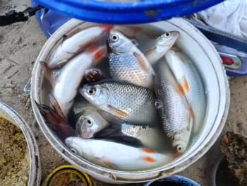 Лучший способ отсечь мелочь - ловля плотвы на птитим