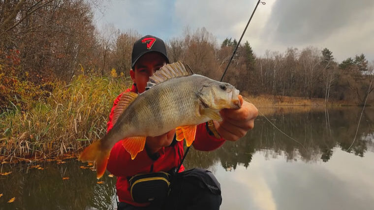 Рибалка показав майстер-клас з ловлі великого окуня в листопаді