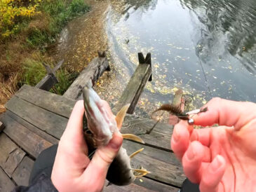 Мікроджиг восени: лов окуня та щуки на ультралайт