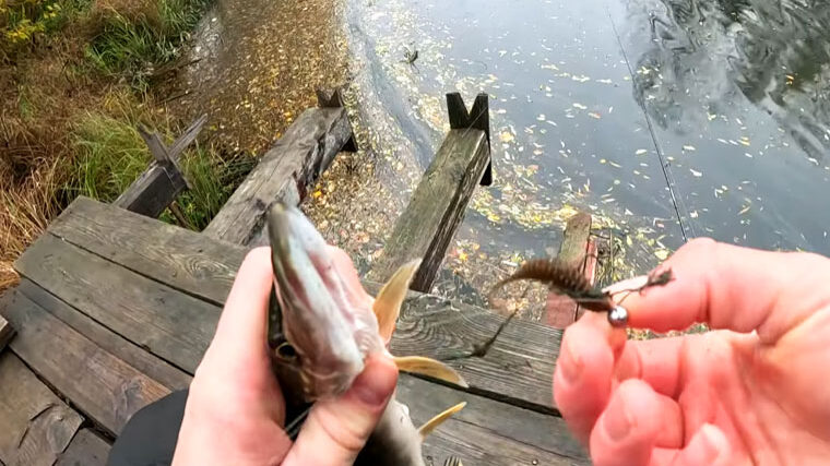 Мікроджиг восени: лов окуня та щуки на ультралайт