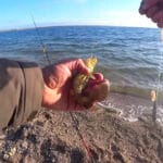 «Настоящий бум»: рыбаки показали аномальный осенний клев леща на Днестре (видео)