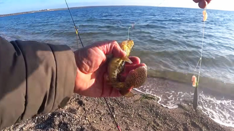 На Тилигульском лимане активизировался бычок-зеленчак