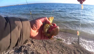 На Тилігульському лимані активізувався бичок-зеленчак