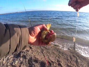 На Тилігульському лимані активізувався бичок-зеленчак