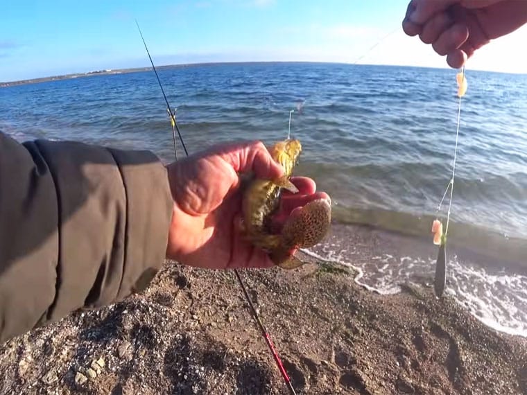 На Тилігульському лимані активізувався бичок-зеленчак