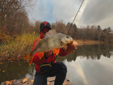 Рыбак показал мастер-класс по ловле крупного окуня в ноябре