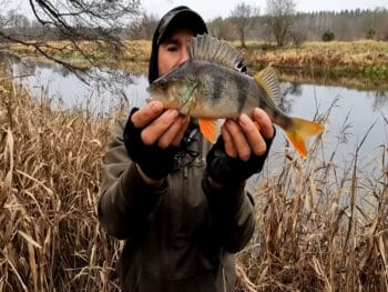 Рыбаки попали на бешеный клев окуня и щуки на дикой реке