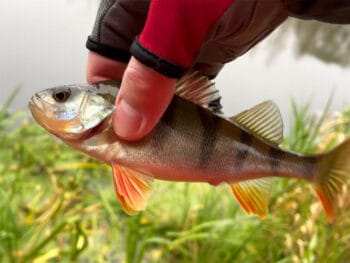 Оснащення для окуня в листопаді 2025 на малих річках