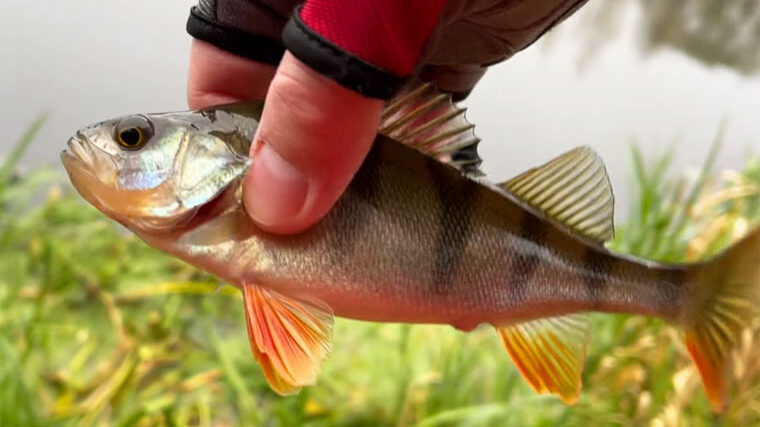 Оснащення для окуня в листопаді 2025 на малих річках