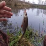 Хищник будет атаковать, даже если сыт: копеечный «секрет» для осеннего силикона, который заменит аттрактант