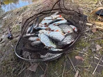 Поплавцевий лов у листопаді: плітка та карась по холодній воді