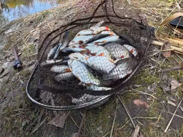 Поплавцевий лов у листопаді: плітка та карась по холодній воді