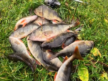 Оберіть правильний колір приманки - і окунь не втече