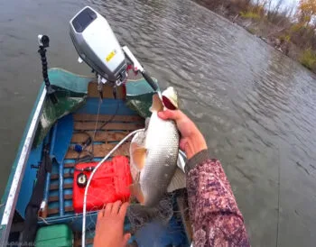 Приманки для жереха в листопаді: дані рибалок