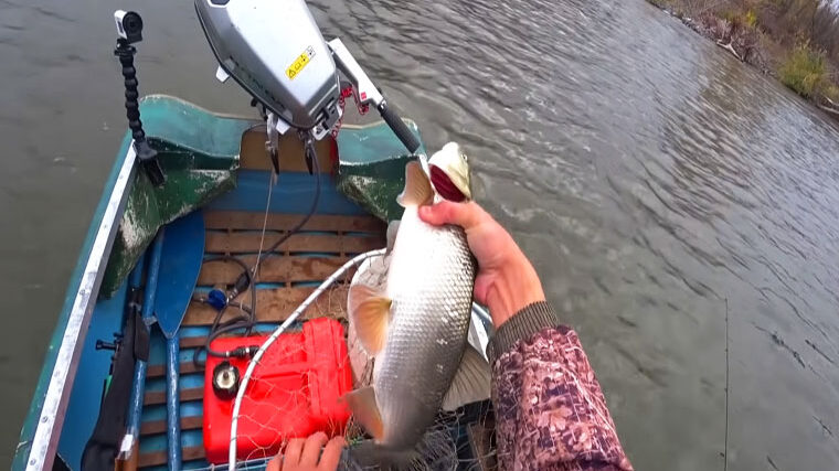 Приманки для жереха в ноябре: данные рыбаков