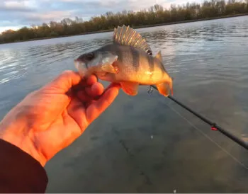 Прогноз кльову риби в Україні на тиждень 3–9 листопада 2025: найкращі дні та місця для риболовлі