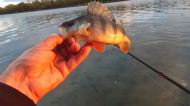 Прогноз кльову риби в Україні на тиждень 3–9 листопада 2025: найкращі дні та місця для риболовлі