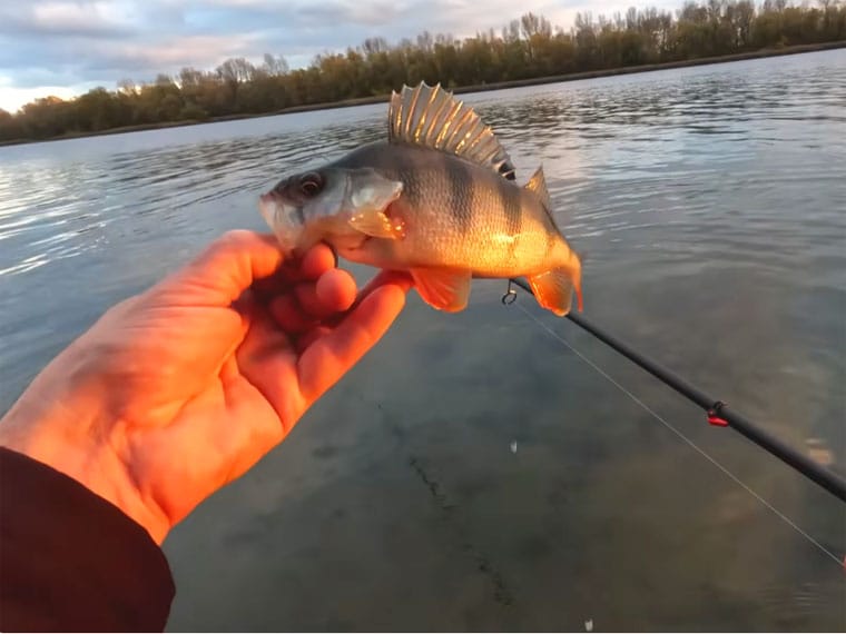 Прогноз кльову риби в Україні на тиждень 3–9 листопада 2025: найкращі дні та місця для риболовлі