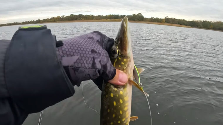 Секретна проводка коливалки на щуку: лайфхак з паузою