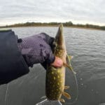 Цвет, запах, вкус — три секрета волшебной перловки, которая делает рыбалку трофейной