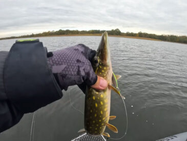 Щука атакует на паузе. Эксперт раскрыл «убийственную» технику проводки обычной колебалки