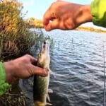 “Бій на Вовковому”: як пройшов Кубок Київської області з ловлі форелі (відео)