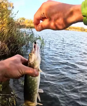 Риболовля 2026: які сезонні заборони продовжать діяти