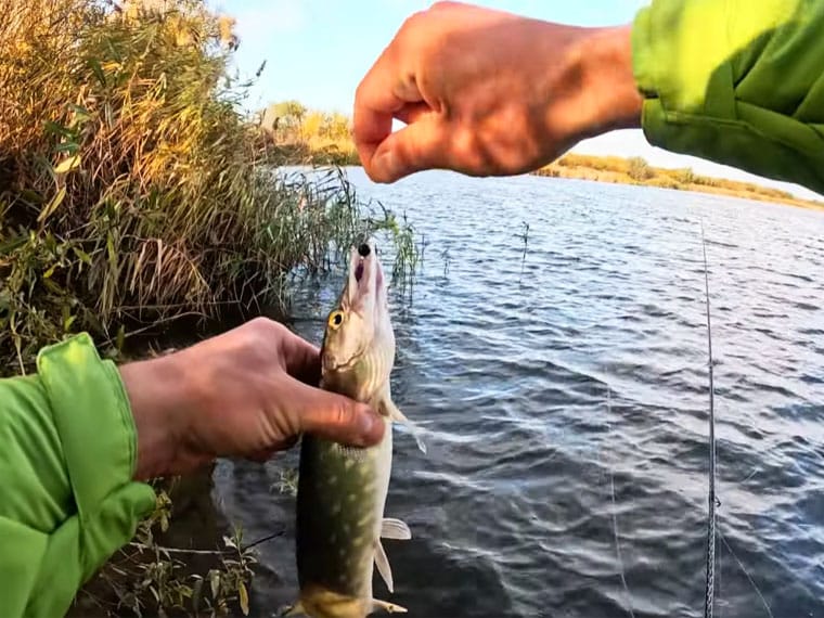Рыбалка 2026: какие сезонные запреты продолжат действовать
