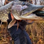 Мінімальні розміри риби у 2026 році: що важливо знати рибалкам