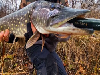Щука не помітить каверзи: секрет повідця за Сабанєєвим для крижаної води
