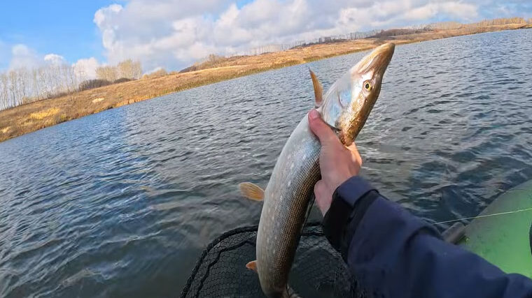 Щука в листопаді після заморозків: поради експерта