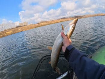 Щука в ноябре после заморозков: советы эксперта