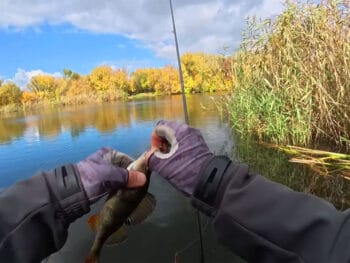Хитра снасть на окуня восени - подвійний монтаж від експерта