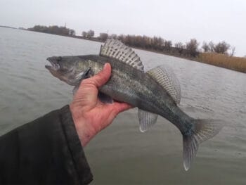 Снасти для судака: какой спиннинг нужен для жесткой пасти