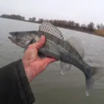 Снасті для судака: який спінінг потрібен для жорсткої пащі