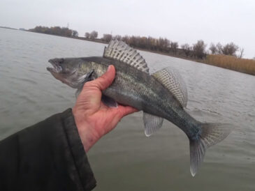 Не просікаєте пащу: чому ваш спінінг не годиться для судака