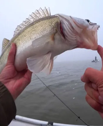Судак активізувався на Кременчуцькому водосховищі