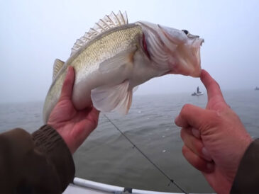 Судак активізувався на Кременчуцькому водосховищі