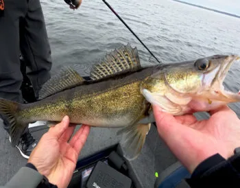 Щука і судак на початку листопада: приманки та проводки