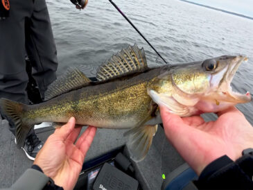 Щука і судак на початку листопада: приманки та проводки