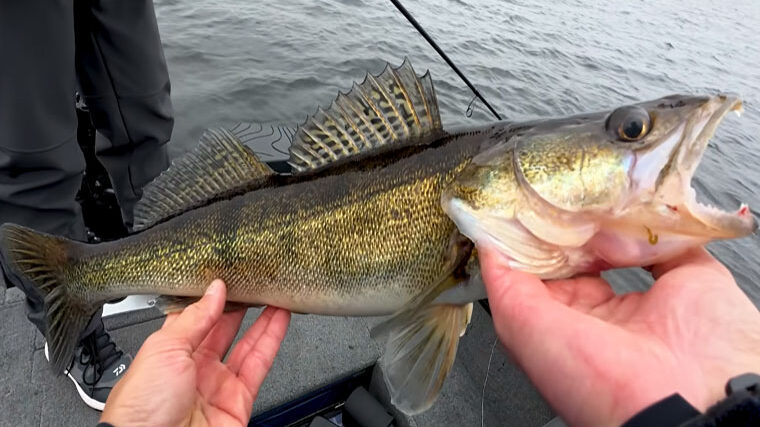 Щука і судак на початку листопада: приманки та проводки