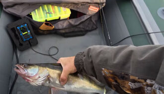 Судак у листопаді: робочі принади та ключові помилки спінінгістів