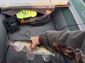 Судак у листопаді: робочі принади та ключові помилки спінінгістів