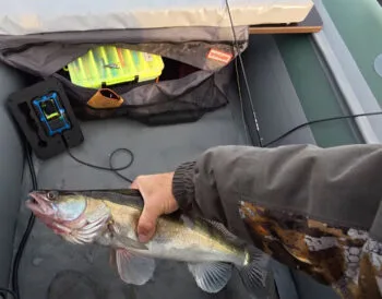 Судак у листопаді: робочі принади та ключові помилки спінінгістів