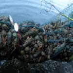 Судак в ноябре: рабочие приманки и ключевые ошибки спиннингистов