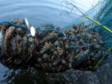 С 1 декабря в Украине запретят лов раков: какие штрафы ждут рыбаков