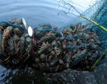 З 1 грудня в Україні заборонять вилов раків: які штрафи чекають на рибалок