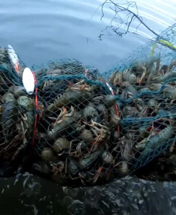 З 1 грудня в Україні заборонять вилов раків: які штрафи чекають на рибалок