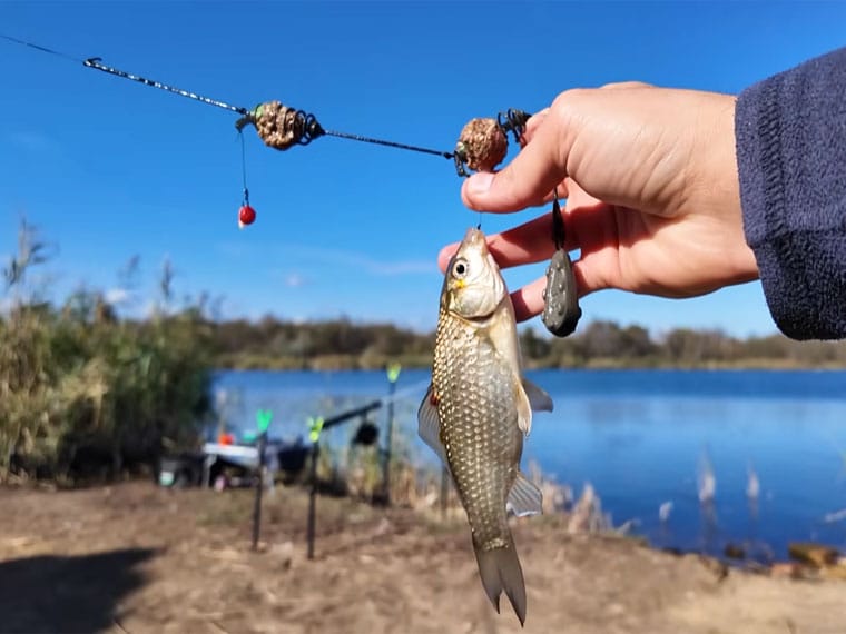 Як ловити карася: 5 робочих порад для новачків